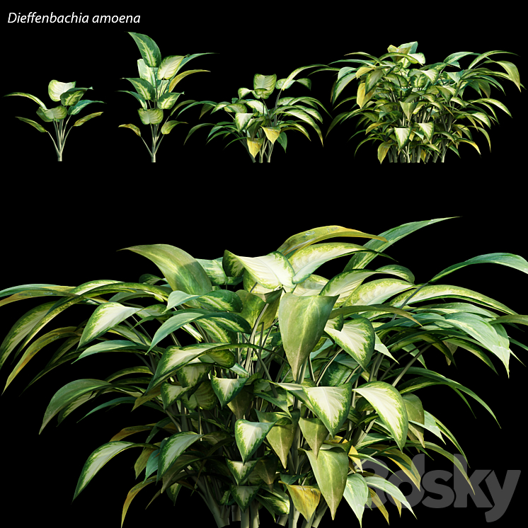 Dieffenbachia amoena 3DS Max - thumbnail 1