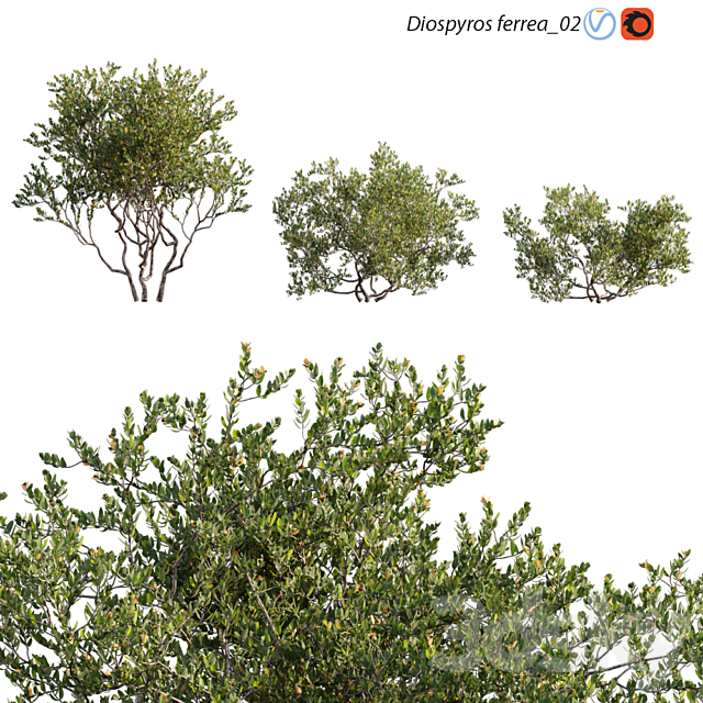 Diospyros ferrea_02 3ds Max - thumbnail 1