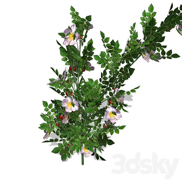 Dog Rose – DogRose – 00018 3DS Max Model - thumbnail 2