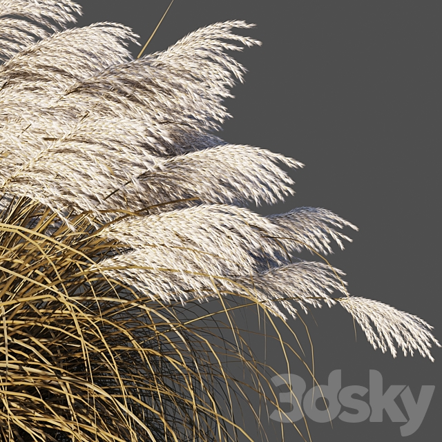 Dry Miscanthus Chinese _ Dry Miscanthus sinensis 3DS Max Model - thumbnail 2