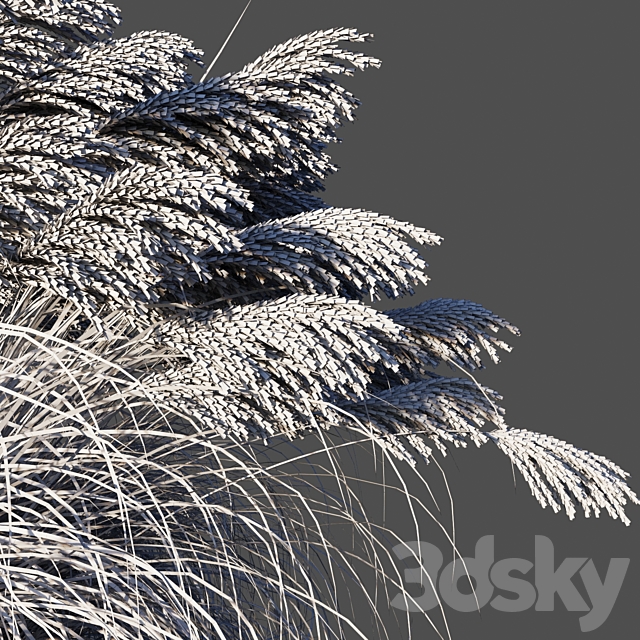 Dry Miscanthus Chinese _ Dry Miscanthus sinensis 3DS Max Model - thumbnail 3