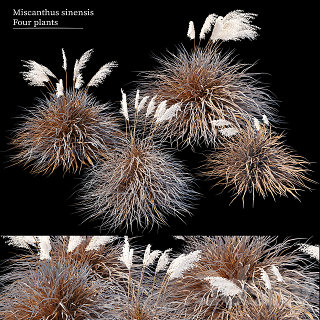 Dry miscanthus sinensis 3ds Max - thumbnail 1