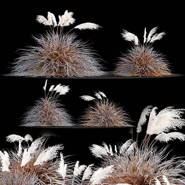 Dry miscanthus sinensis 3ds Max - thumbnail 2