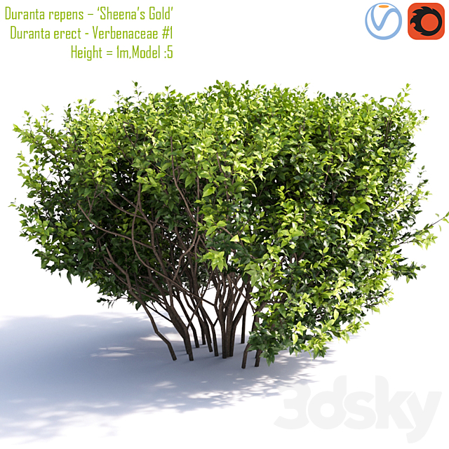 Duranta repens – ‘Sheena’s Gold’- Duranta erect # 1 3DSMax File - thumbnail 2