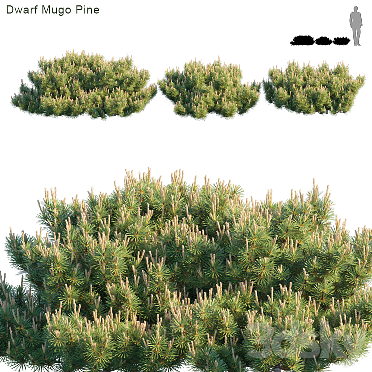 Dwarf Mugo Pine | Creeping pine 3DS Max - thumbnail 1