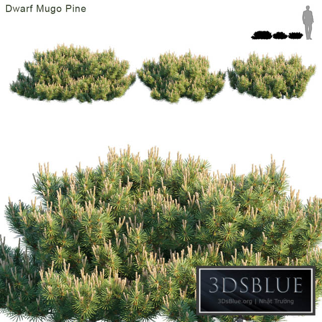 Dwarf Mugo Pine | Creeping pine 3DS Max - thumbnail 3