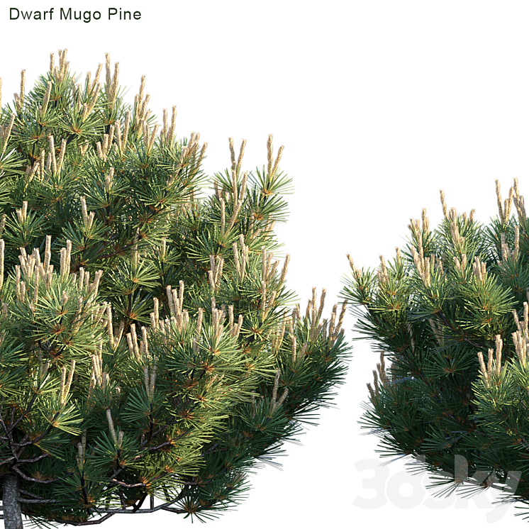 Dwarf Mugo Pine | Creeping pine 3DS Max - thumbnail 2