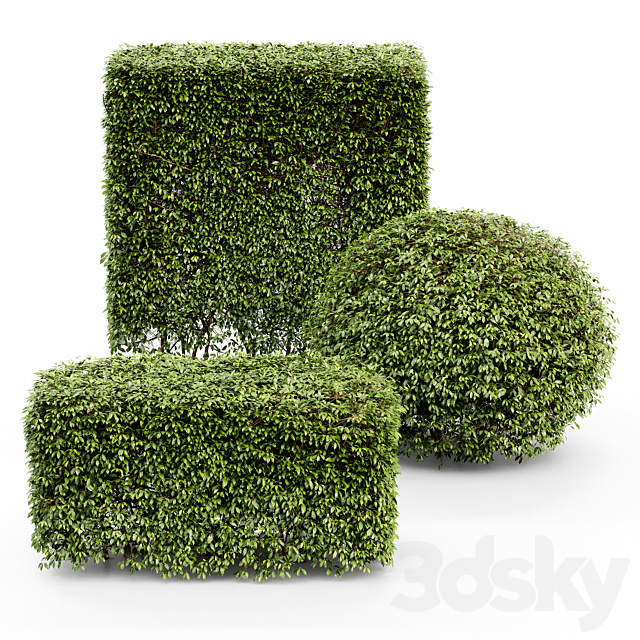 Dwarf Yaupon Holly – Spherical + Box hedge 3ds Max - thumbnail 1