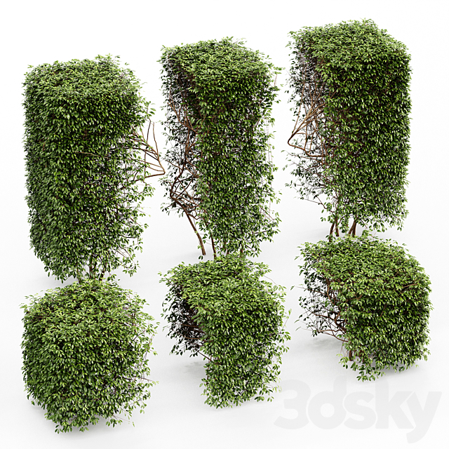 Dwarf Yaupon Holly – Spherical + Box hedge 3ds Max - thumbnail 3