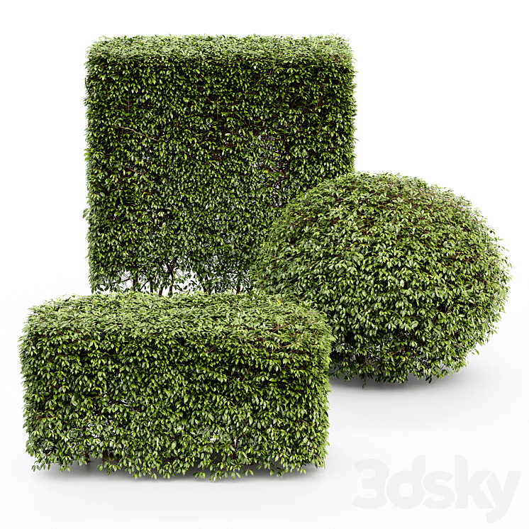 Dwarf Yaupon Holly – Spherical + Box hedge 3DS Max - thumbnail 2