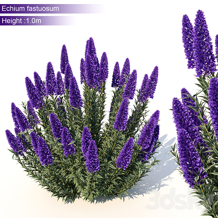 Echium candicans 3DS Max - thumbnail 1