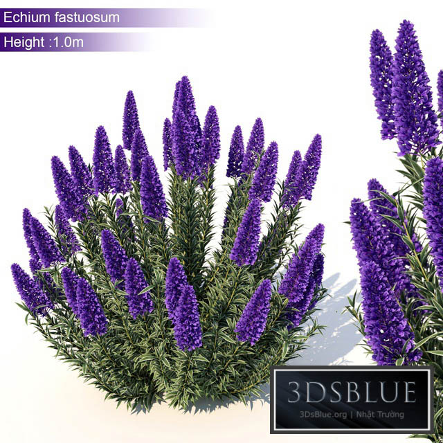 Echium candicans 3DS Max - thumbnail 3