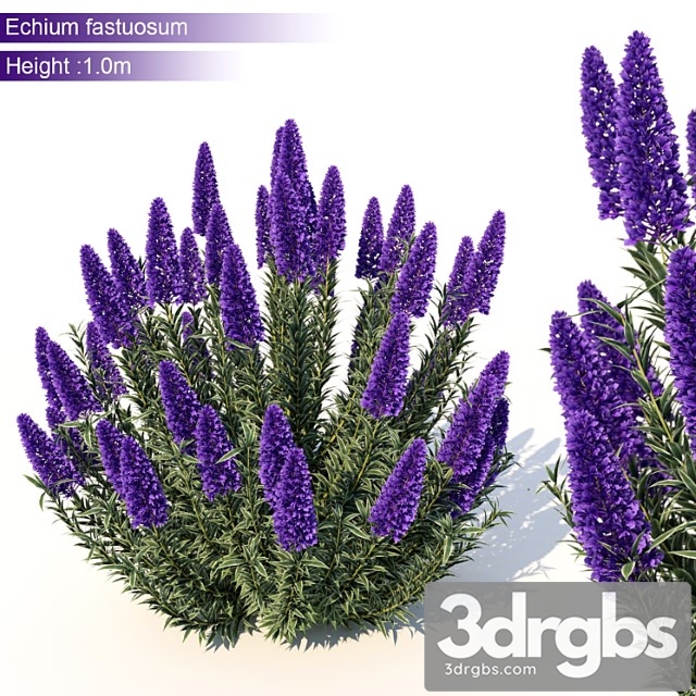 Echium candicans - thumbnail 1