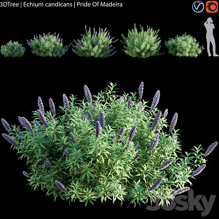 Echium candicans | Pride of madeira 3DS Max - thumbnail 1