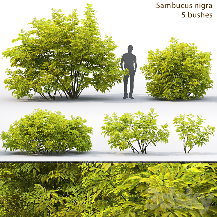 Elderberry | Sambucus nigra # 2 3DS Max - thumbnail 1