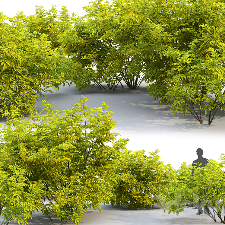 Elderberry | Sambucus nigra # 2 3DS Max - thumbnail 2