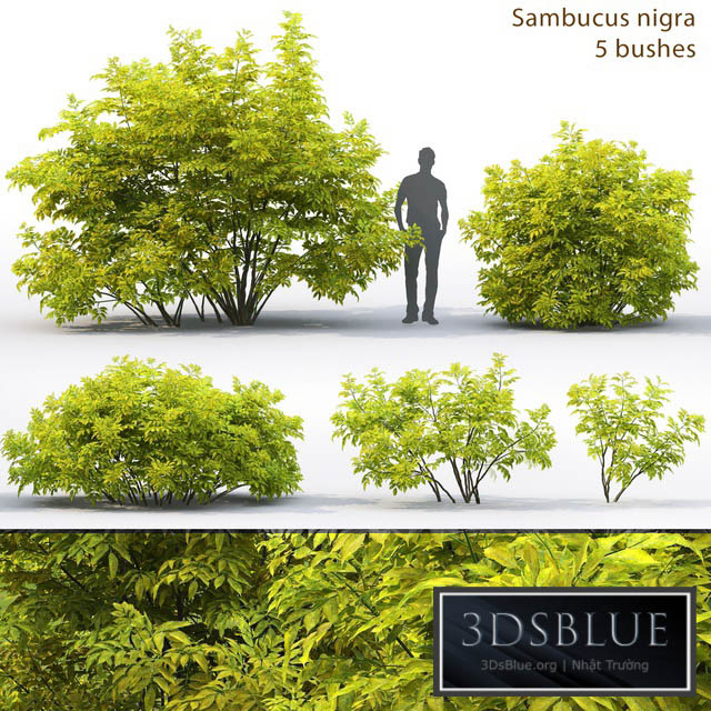 Elderberry | Sambucus nigra # 2 3DS Max - thumbnail 3