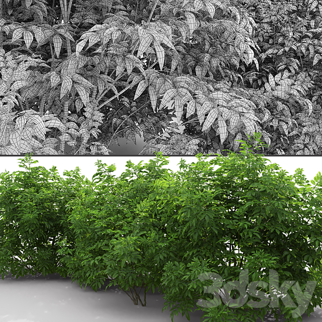 Elderberry | Sambucus nigra # 3 3DS Max Model - thumbnail 3