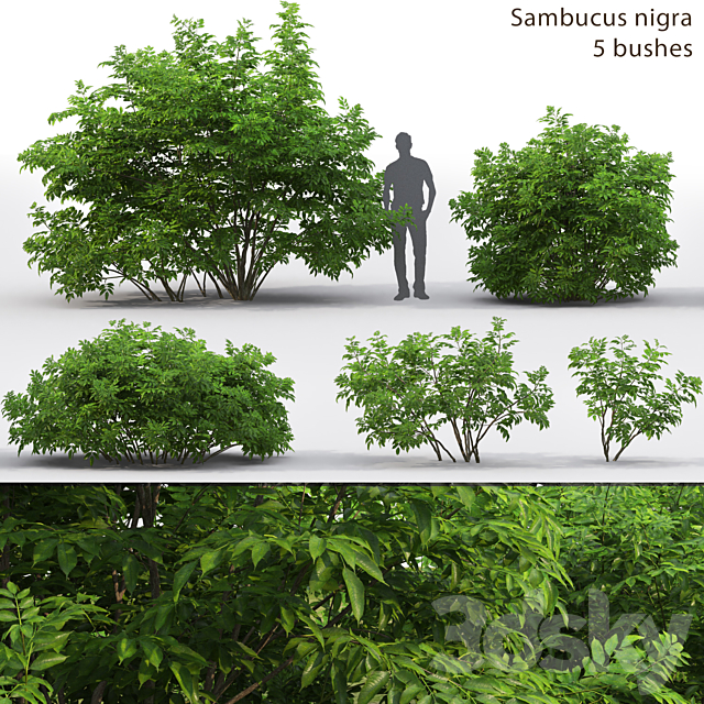 Elderberry | Sambucus nigra # 3 3dsMax Model - thumbnail 1