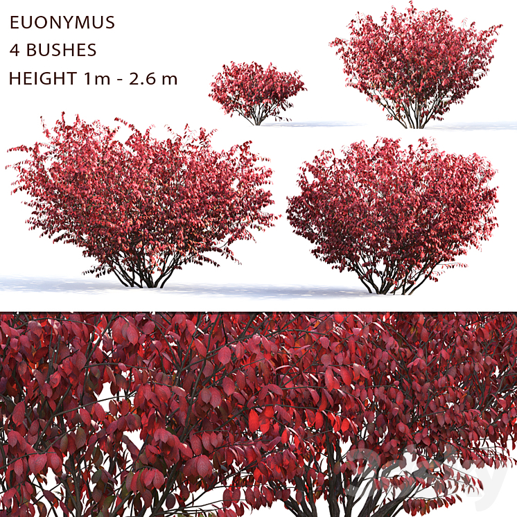 Euonymus 3DS Max - thumbnail 1