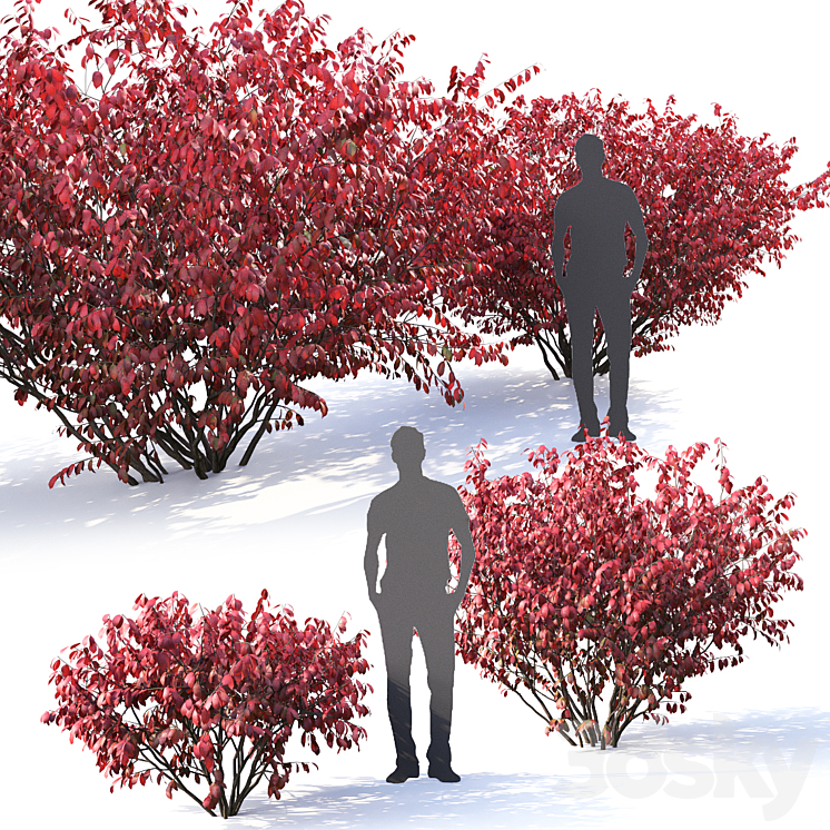 Euonymus 3DS Max - thumbnail 2