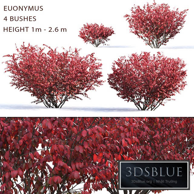 Euonymus 3DS Max - thumbnail 3