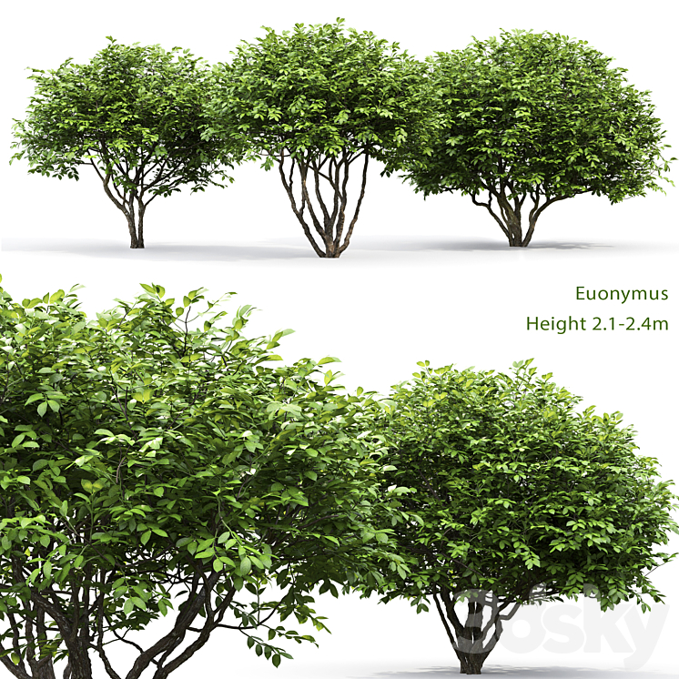 Euonymus 3DS Max - thumbnail 1