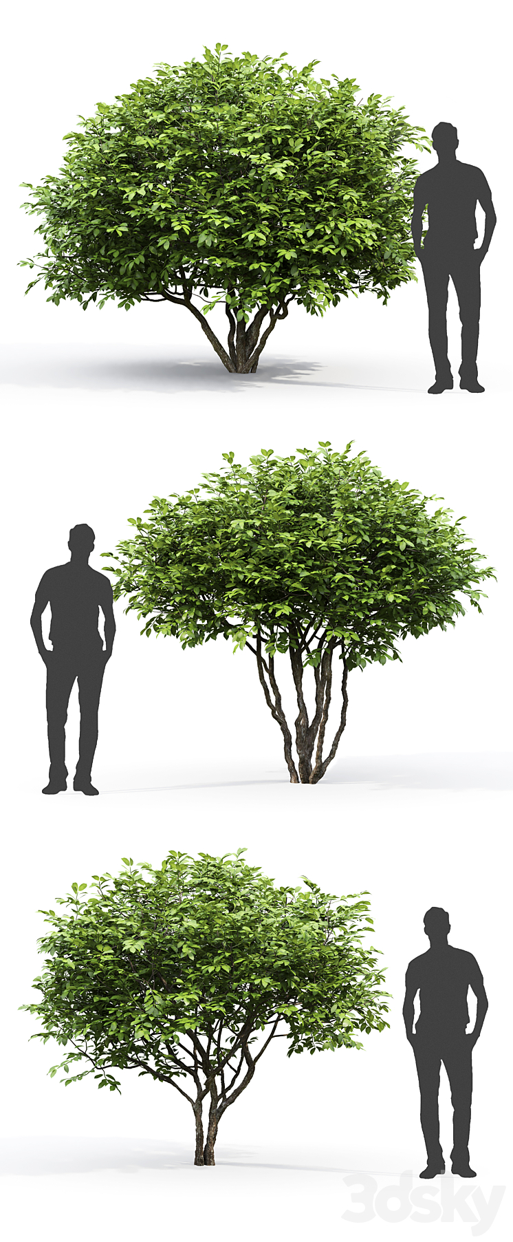 Euonymus 3DS Max - thumbnail 2