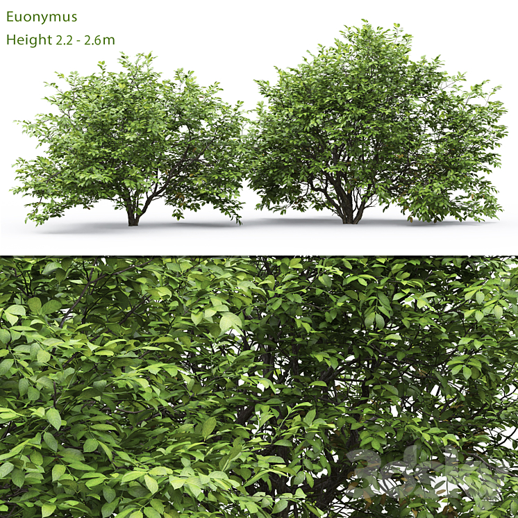 Euonymus 3DS Max - thumbnail 1