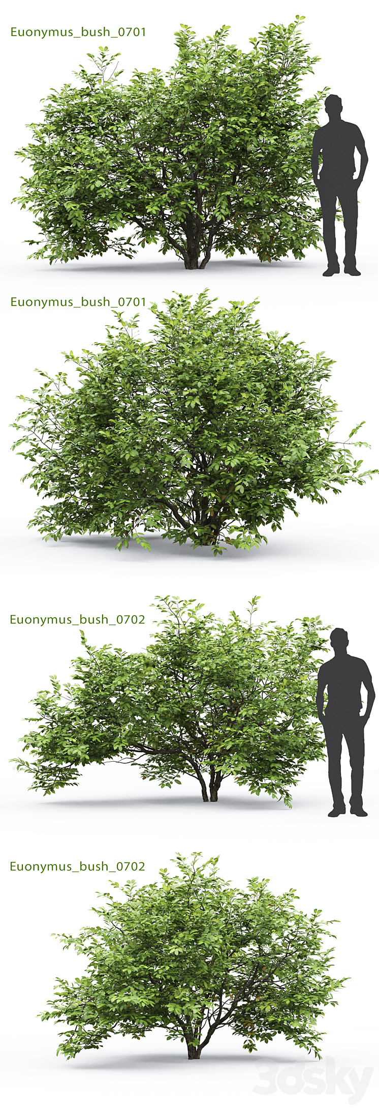 Euonymus 3DS Max - thumbnail 2