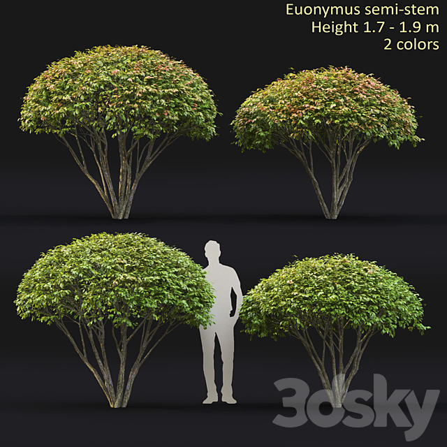 Euonymus 3ds Max - thumbnail 1