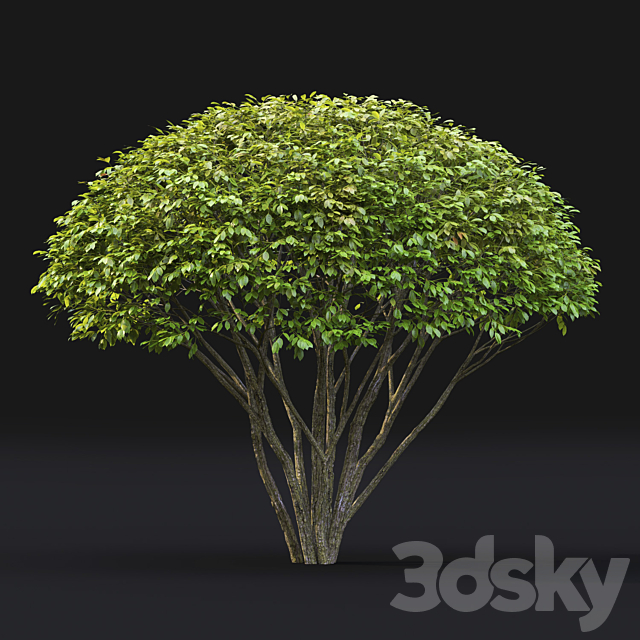 Euonymus 3ds Max - thumbnail 2