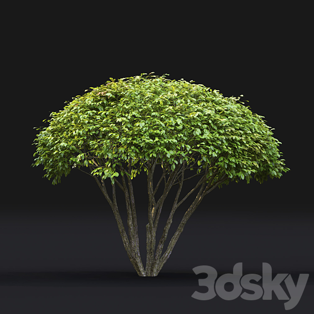 Euonymus 3ds Max - thumbnail 3