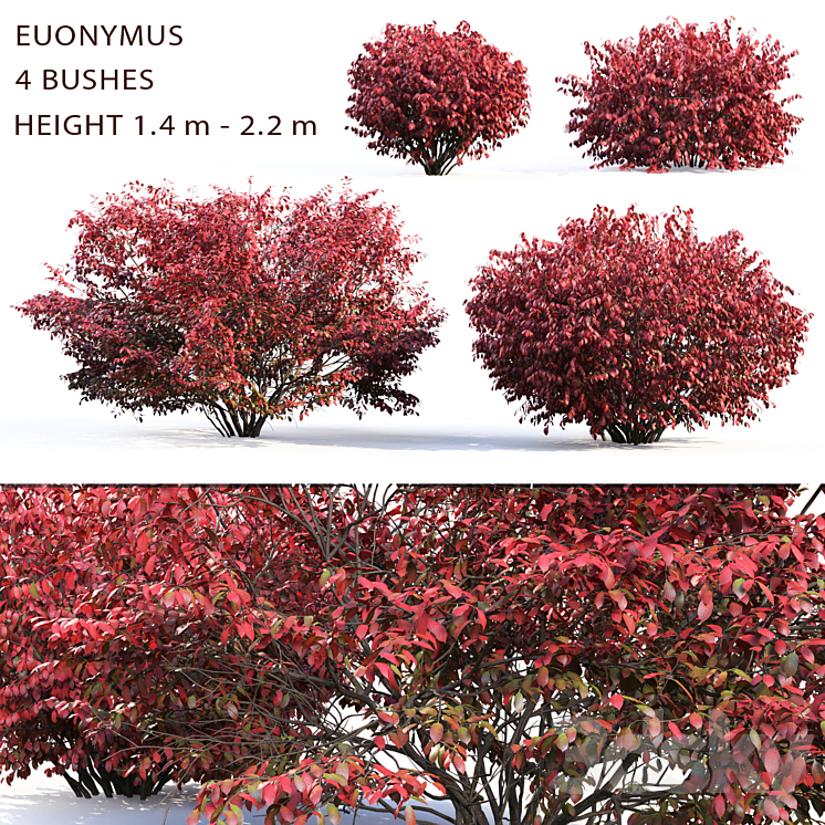 Euonymus 3DS Max - thumbnail 1