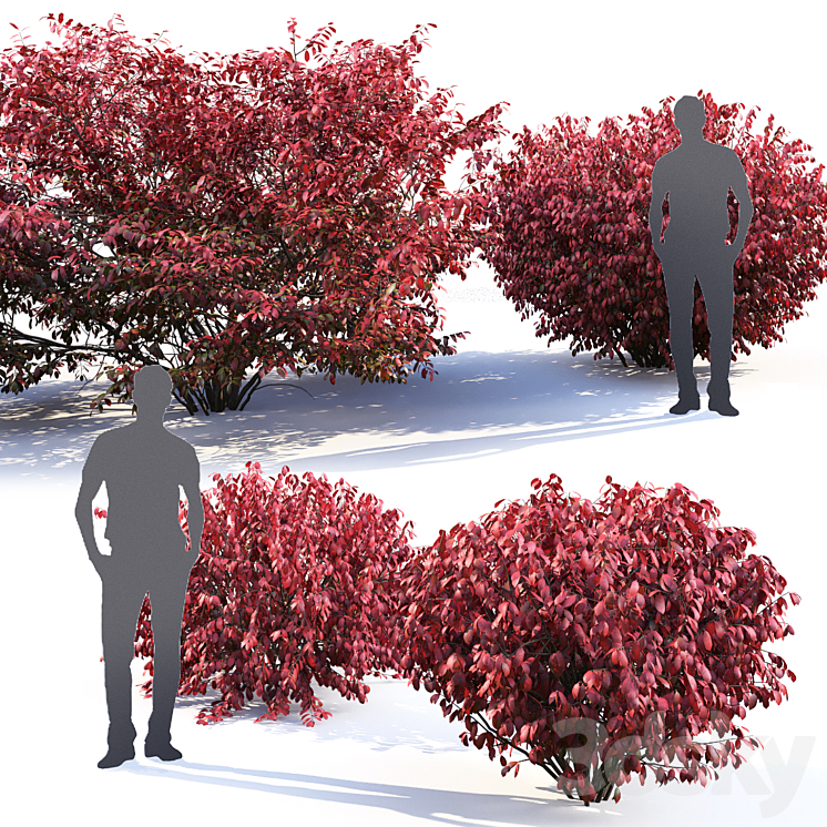 Euonymus 3DS Max - thumbnail 2