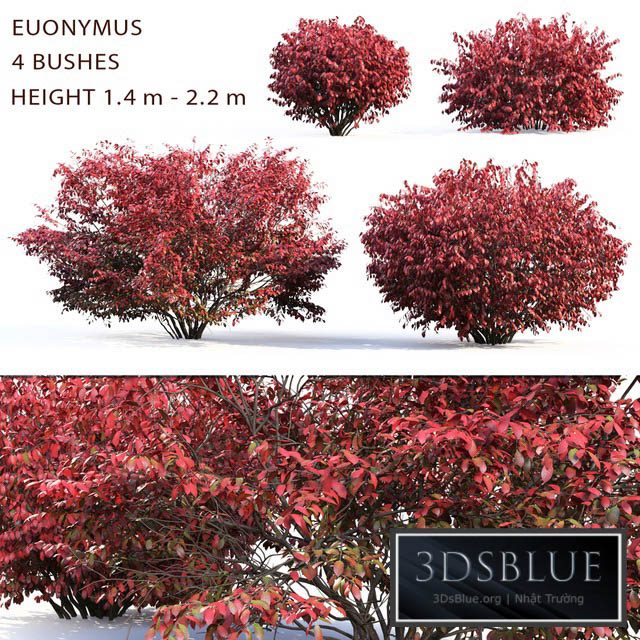 Euonymus 3DS Max - thumbnail 3