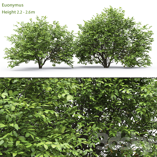 Euonymus 3DSMax File - thumbnail 1