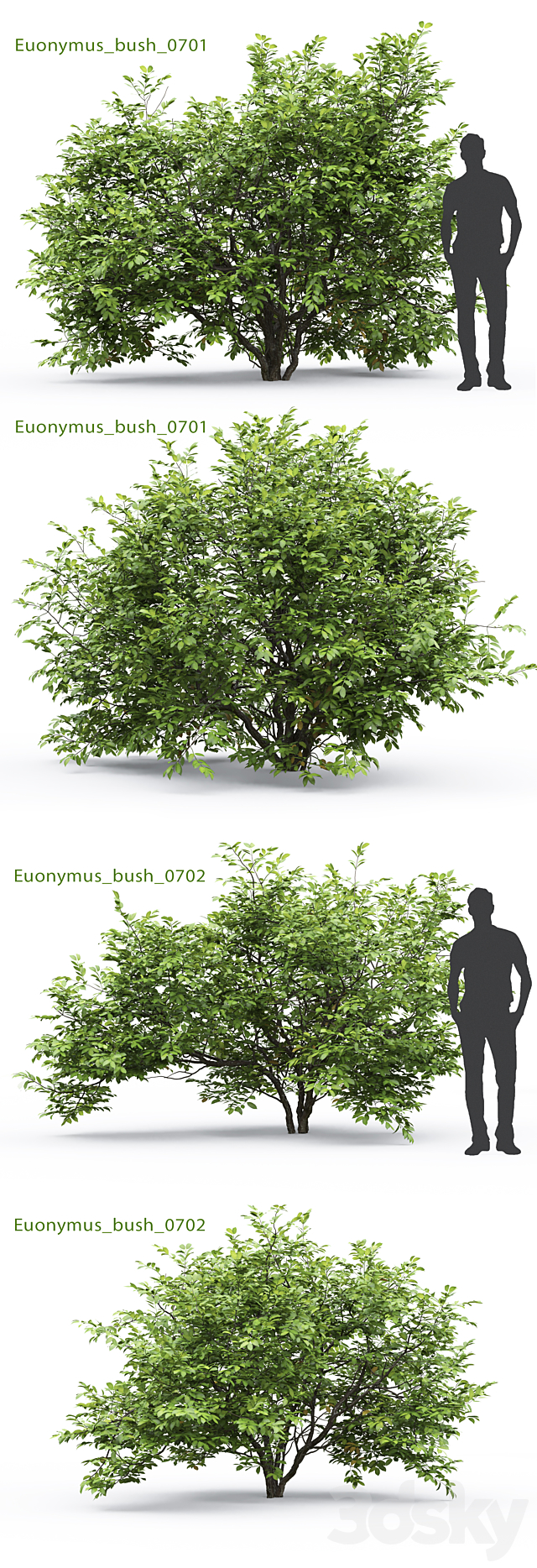 Euonymus 3DSMax File - thumbnail 2