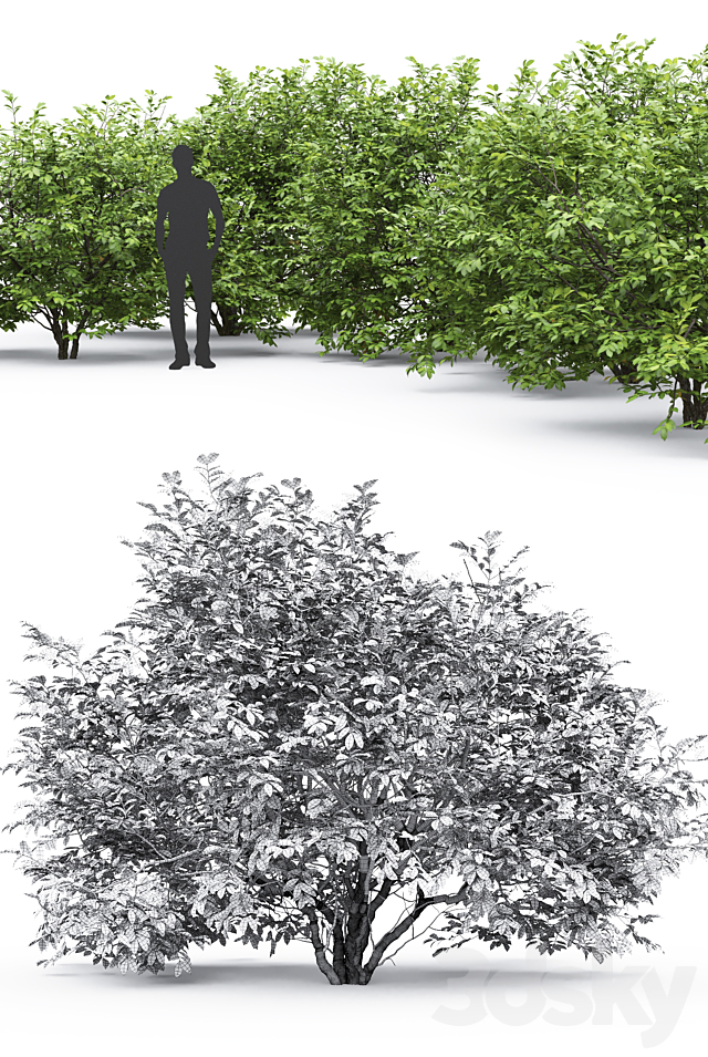 Euonymus 3DSMax File - thumbnail 3