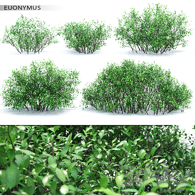 Euonymus 3DSMax File - thumbnail 1