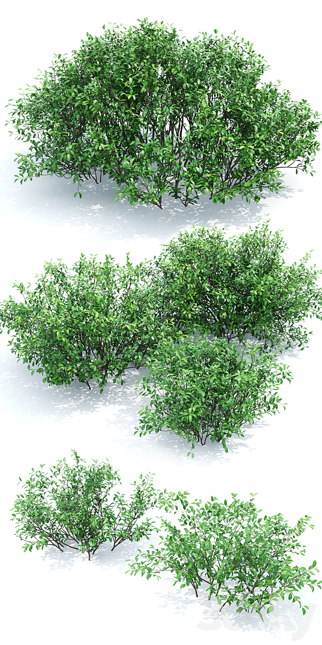 Euonymus 3DSMax File - thumbnail 2