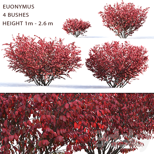 Euonymus 3DSMax File - thumbnail 1