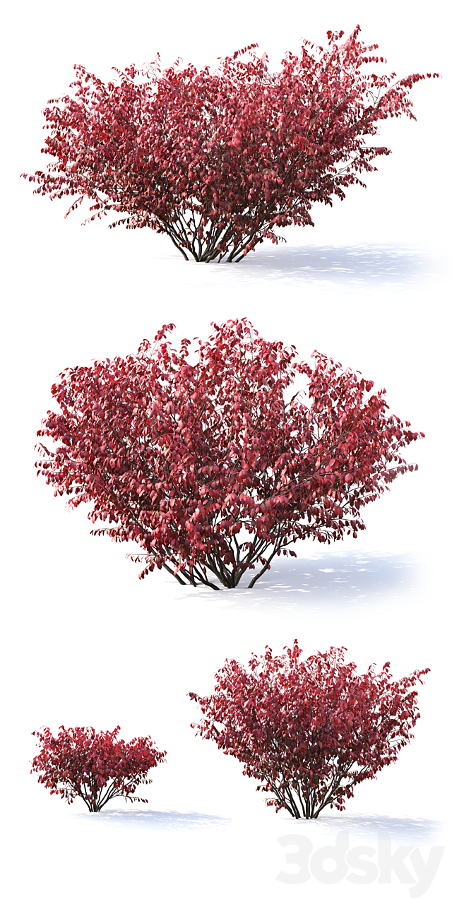 Euonymus 3DSMax File - thumbnail 3