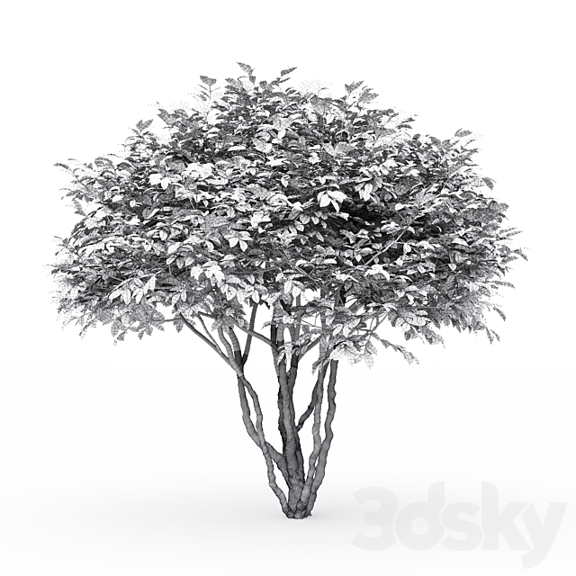 Euonymus 3DSMax File - thumbnail 3