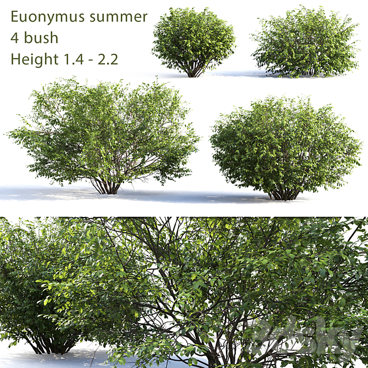 Euonymus # 4 (Summer) 3DS Max - thumbnail 1