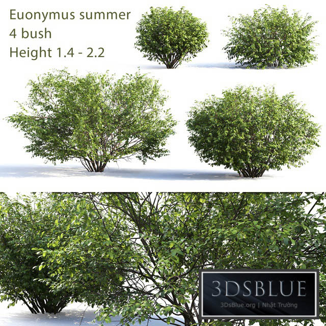 Euonymus # 4 (Summer) 3DS Max - thumbnail 3