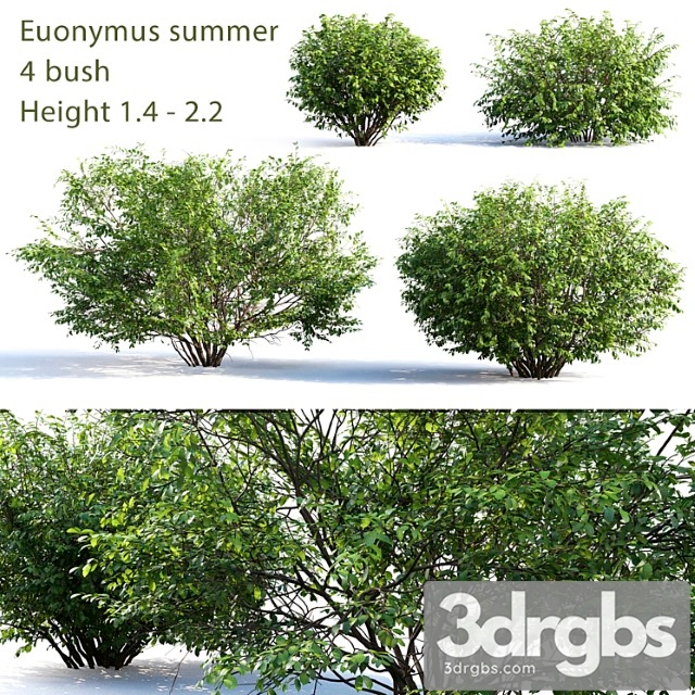 Euonymus 4 Summer 3dsmax Download - thumbnail 1