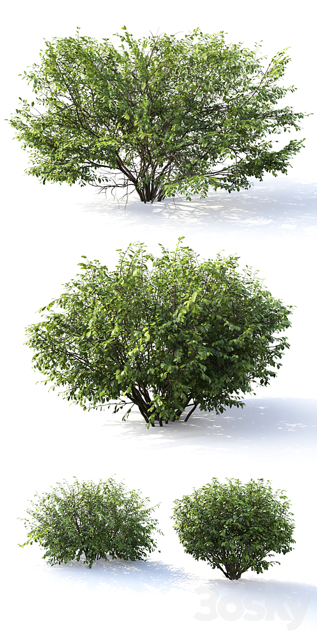 Euonymus # 4 (Summer) 3DSMax File - thumbnail 3