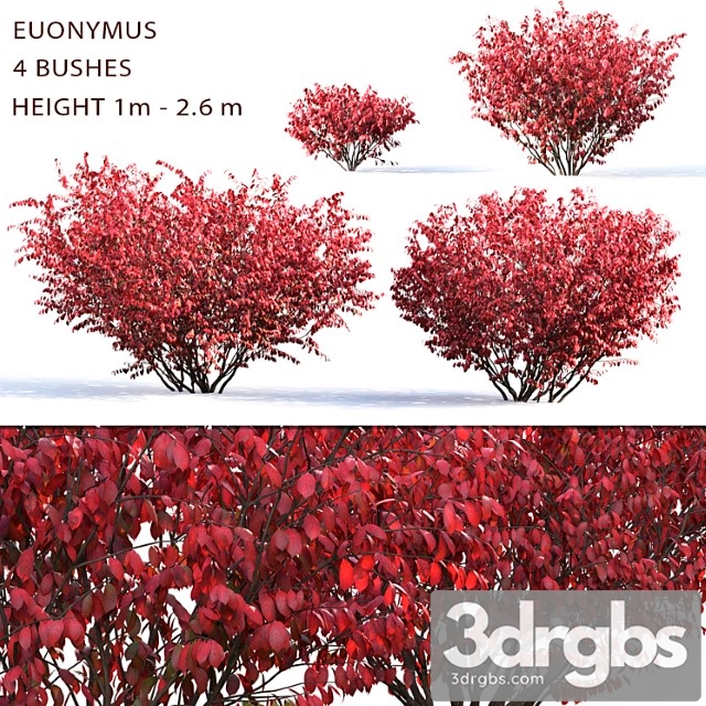 Euonymus_1 - thumbnail 1