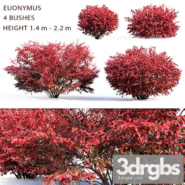 Euonymus_2 - thumbnail 1